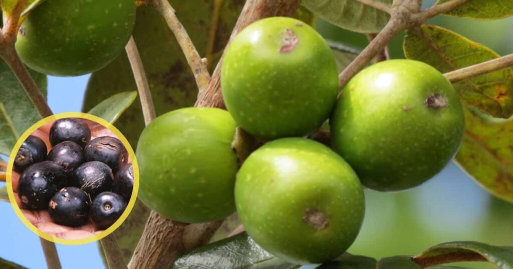 Black Plum (Vitex doniana) Nutritional and Health Benefits of the