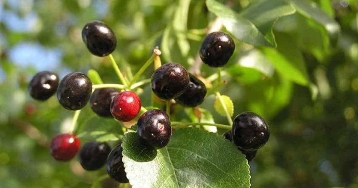 Prunus mahaleb, Mahaleb cherry, rock cherry, or St. Lucie cherry nutrition and amedicinal benefits