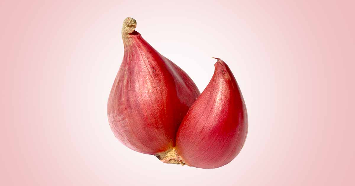 Shallot Onion (Allium ascalonicum) Nutrition, Health Benefits.