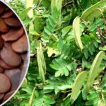Achi seed (Brachystegia eurycoma) Important Nutritional and Health Benefits