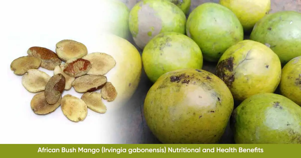 African Bush Mango, Dika nut, ogbono (Irvingia gabonensis) Nutrition, Health Benefits