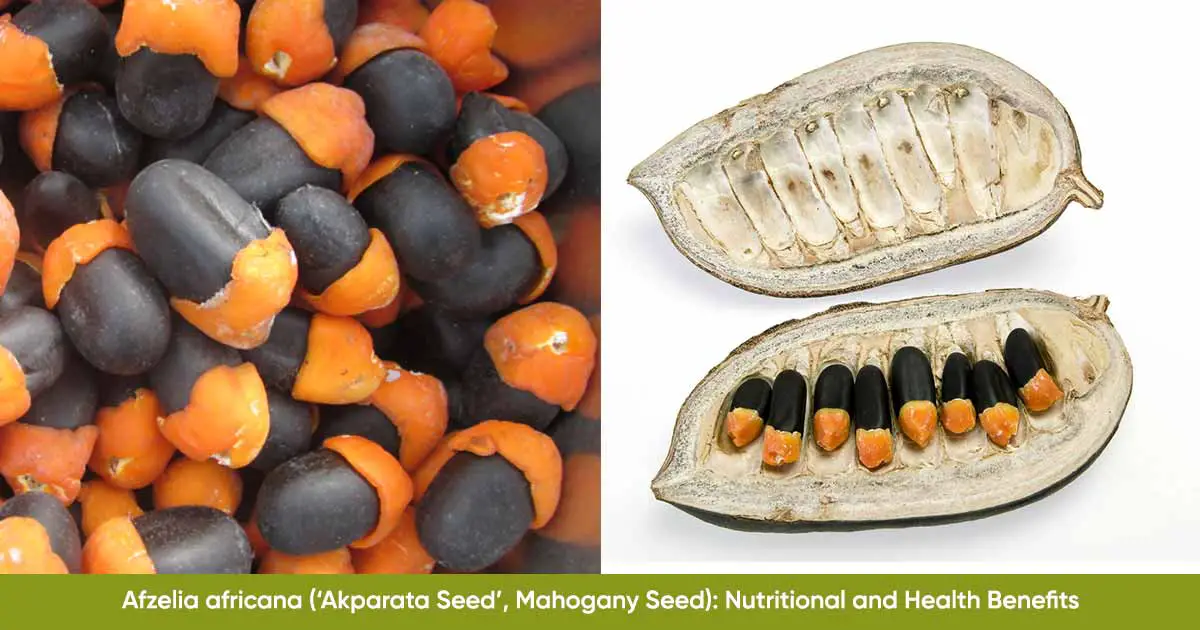Afzelia africana Akparata Seed Mahogany Seed Nutritional and Health Benefits