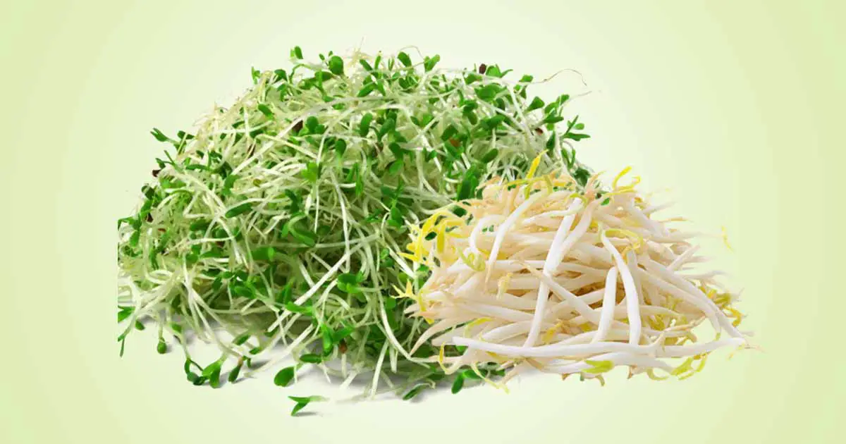 Alfalfa (Medicago sativa) Nutritional and Medicinal Benefits