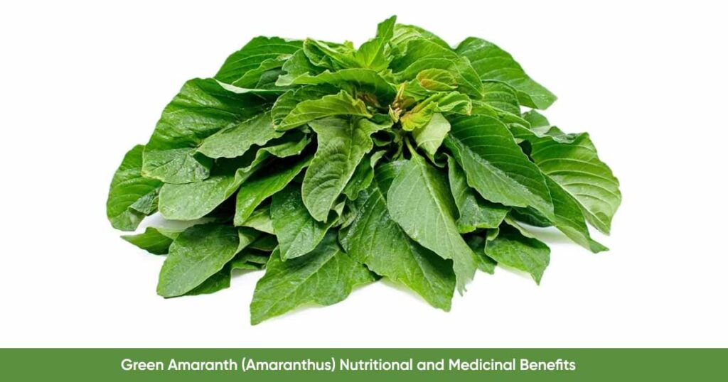 Amaranth Green Leaf (Amaranthus) Nutritional and Health Benefits