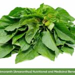 Amaranth Green Leaf (Amaranthus), African Spinach, green leaf, efo tete, callaloo Nutritional and Health Benefits