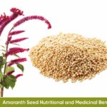 Amaranth Seed (Amaranth Grain) Health Benefits and Nutritional Value