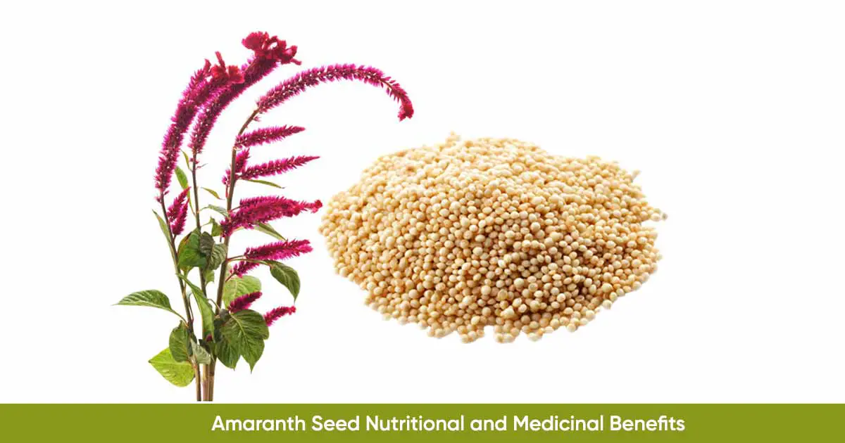 Amaranth Seed Amaranth Grain Health Benefits and Nutritional Value