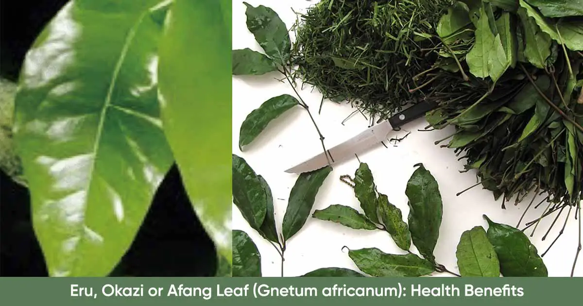 Eru Okazi or Afang Leaf Gnetum africanum Health and Nutritional Benefits