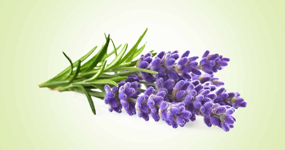 Lavender essential oils (Lavandula) english lavender, spanish lavender, portuguese lavender, L. angustifolia, L. latifolia health benefits