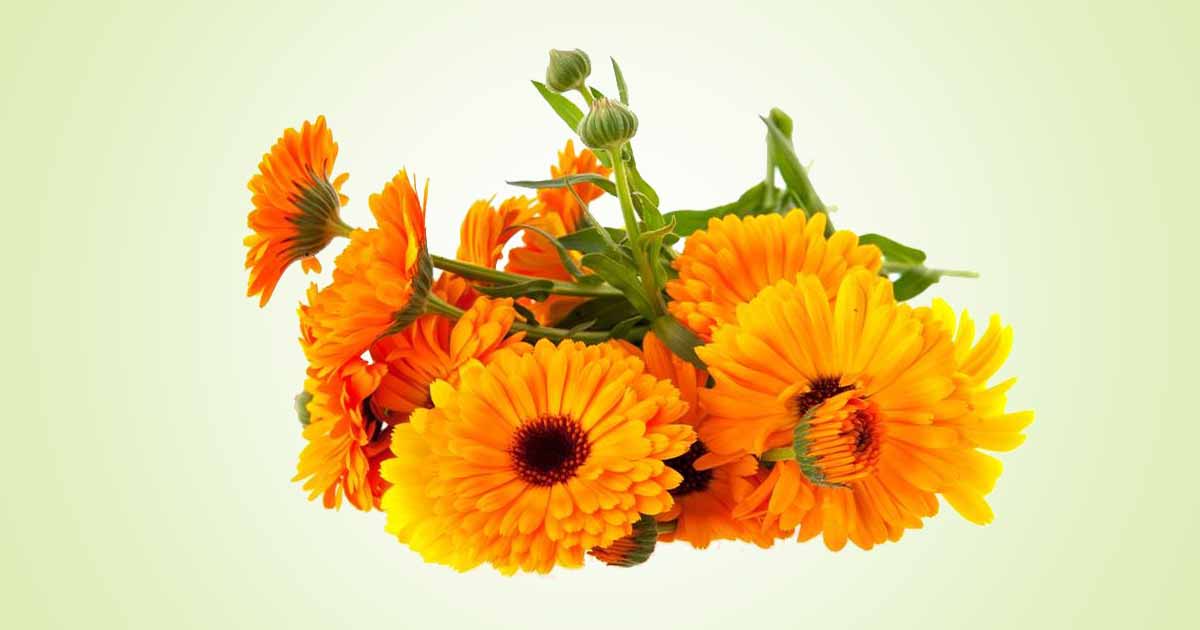 Marigolds (Calendula) Pot Marigold, Calendula Officinalis Health Benefits, Side Effects