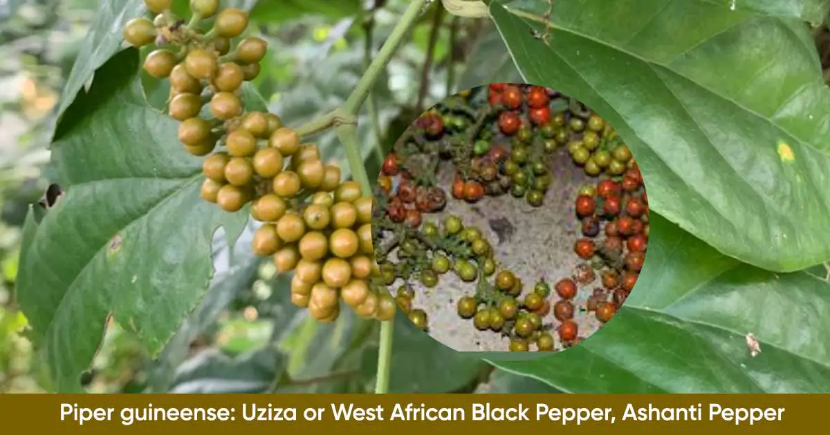 Piper guineense Uziza or West African Black Pepper Ashanti Pepper Health Benefits