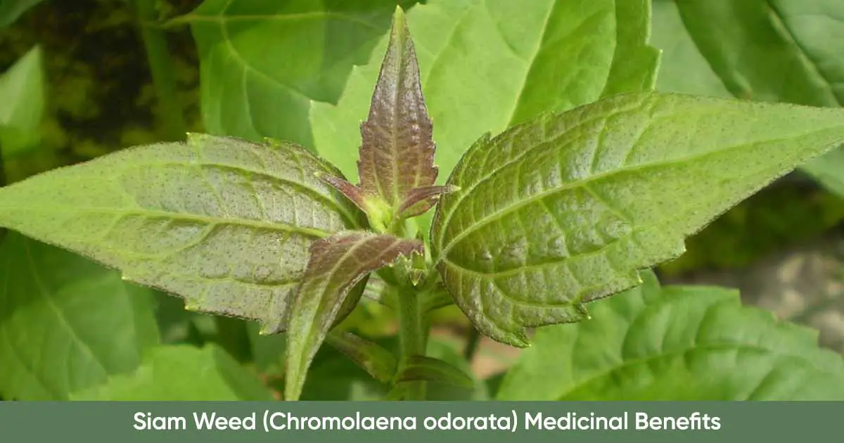 Siam Weed Chromolaena odorata Medicinal Benefits