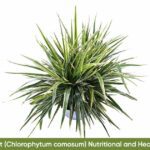 Spider Plant (Chlorophytum comosum) Nutritional and Health Benefits