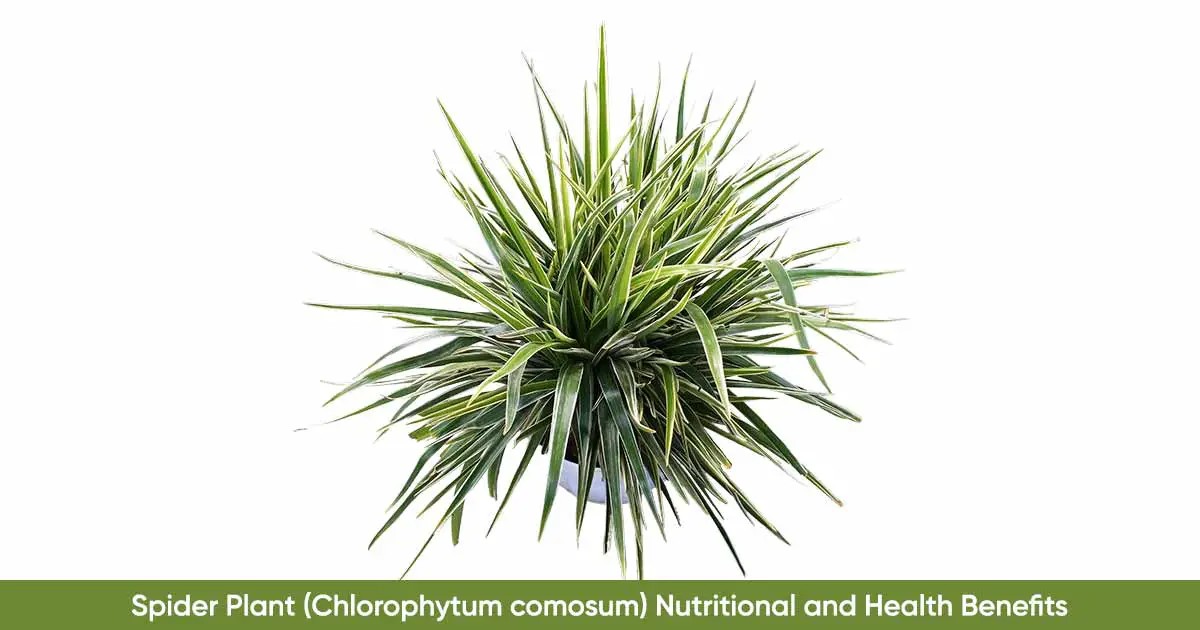 Spider Plant (Chlorophytum comosum) Nutritional and Health Benefits