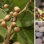 Sweet Detar, tallow tree (Detarium microcarpum) Exciting Nutritional and Health Benefits