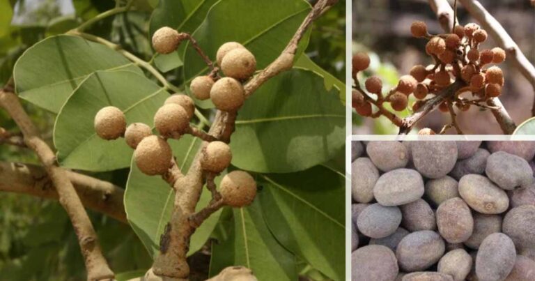 Sweet Detar, tallow tree (Detarium microcarpum) Exciting Nutritional and Health Benefits
