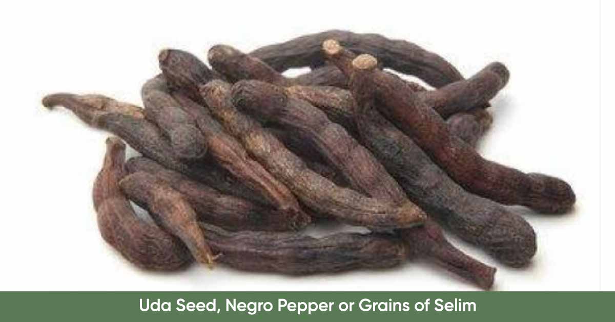 Uda Seed Negro Pepper or Grains of Selim Xylopia aethiopica Health Benefits Nutrition