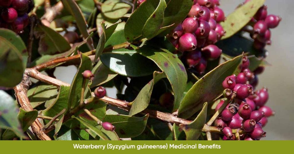 African Bush Mango, Dika nut, Ogbono (Irvingia gabonensis) Nutrition