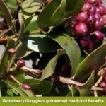Waterberry (Syzygium guineense) Medicinal Benefits