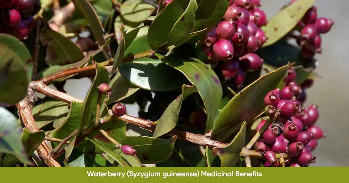 Waterberry Syzygium guineense Medicinal Benefits